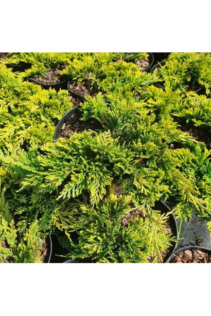 Ялівець сланкий Голден Карпет